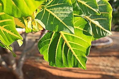 《堡垒之夜》联动《龙珠超》弗利萨与沙鲁新上线